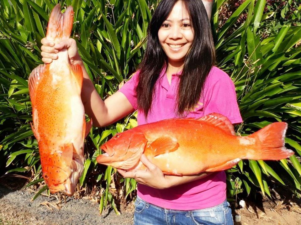 Flying Fish Point Tourist Park Hotell Innisfail Exteriör bild